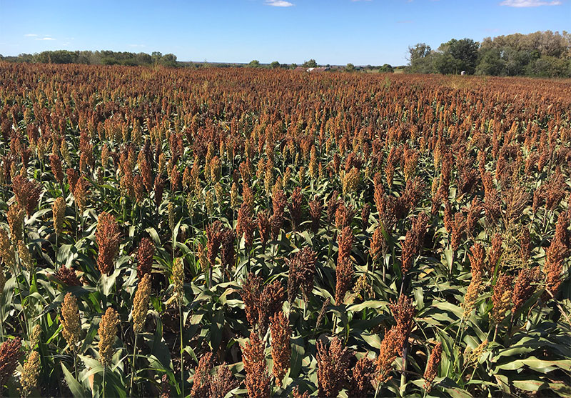 Food Plots & 2016 Kansas Hunting Season Update