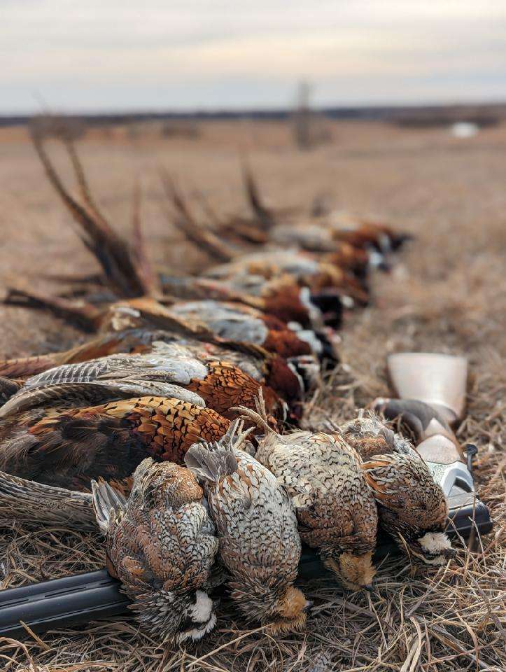 Kansas Upland Hunting Guide & Outfitters Wingshooting Lodge Kansas