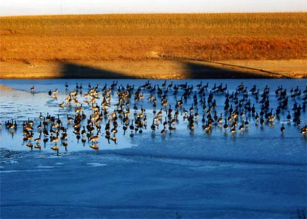 Late Season Goose Hunts Kansas
